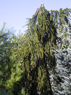 Picea abies Aarburg - Epicea commun Picea abies Aarburg - Epicea commun