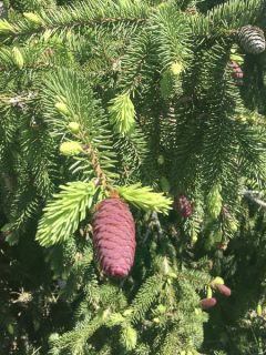 Picea abies Acrocona - Epicea commun Picea abies Acrocona - Epicea commun