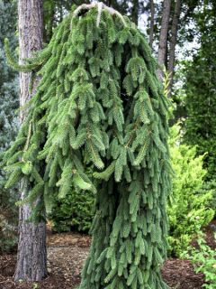 Picea abies Frohburg - Epicea pleureur Picea abies Frohburg - Epicea pleureur