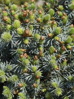 Picea sitchensis Sugarloaf - Epicea de Sitka Picea sitchensis Sugarloaf - Epicea de Sitka
