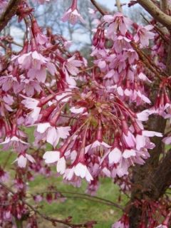 Prunus Okame - Cerisier à fleurs du Japon