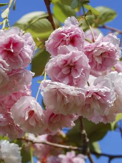 Cerisier du Japon 'Shirofugen'