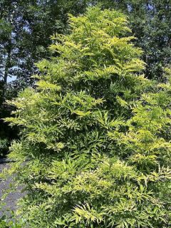 Sureau noir - Sambucus nigra Golden Tower