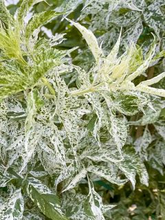 Sureau noir panaché - Sambucus nigra Variegata