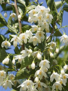 Styrax japonicus June snow - Styrax japonais