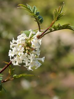 Syringa pinnatifolia - Lilas à feuilles pennées Syringa pinnatifolia - Lilas à feuilles pennées