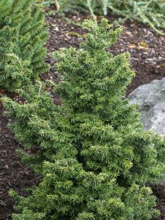 Tsuga canadensis Jervis - Pruche du Canada                         