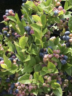 Myrtille d'Amérique - Vaccinium corymbosum Brigitta