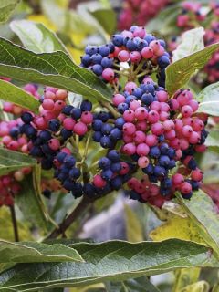 Viorne nudum 'Pink Beauty'