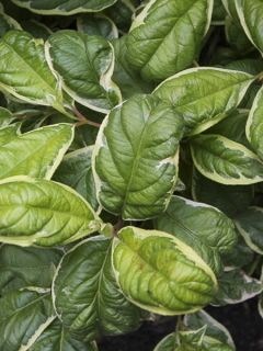 Weigela florida Caricature - Weigélia