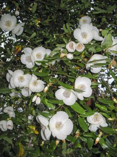 Eucryphia intermedia Rostrevor