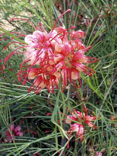 Grevillea johnsonii Grevillea johnsonii