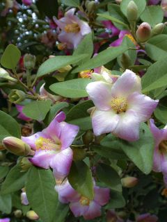 Lagunaria patersonii Lagunaria patersonii