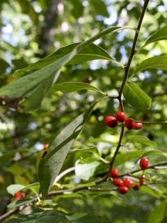 Lindera benzoin - Laurier benzoin.