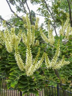 Maackia amurensis - Maackia du fleuve Amour.