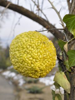 Oranger des Osages - Maclura pomifera