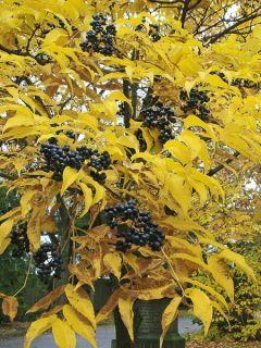 Phellodendron amurense - Arbre au liège de l'Amour