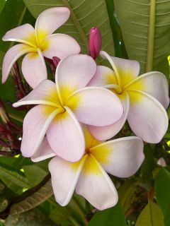 Plumeria rubra - Frangipanier rouge ou commun