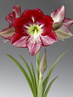 Amaryllis Flamenco Queen - Hippeastrum