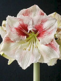 Amaryllis Hurricane