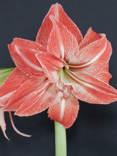 Amaryllis Double Lady Jane