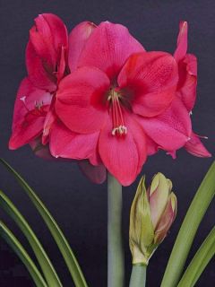 Amaryllis Lagoon - Hippeastrum rose carminé