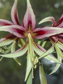 Amaryllis Lima