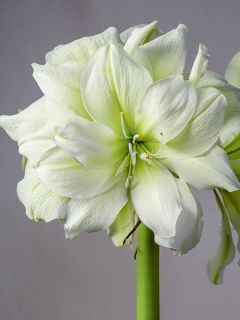 Amaryllis Marilyn - Hippeastrum