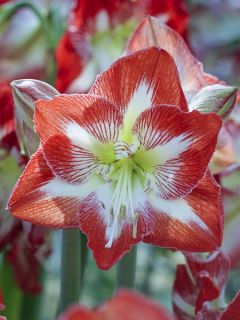Amaryllis Minerva