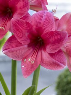 Amaryllis Pink Surprise