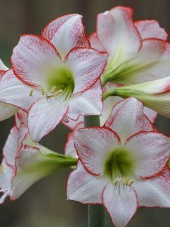 Amaryllis Spotlight - Hippeastrum  blanc et rose incarnat