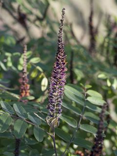 Amorpha ouachitensis - Faux indigo d'Ouachita