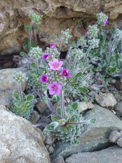 Androsace sarmentosa