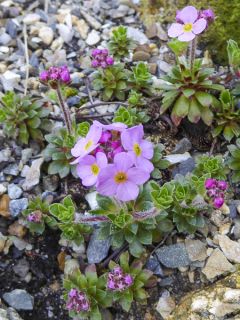 Androsace sempervivoides