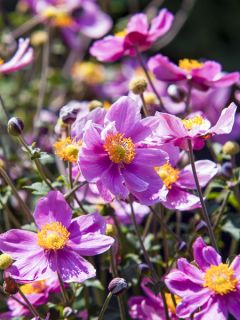 Anemone Little Summer Breeze - Anémone hybride