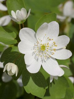 Anemonella thalictroides