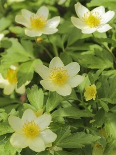 Anemone x lipsiensis - Anémone des bois hybride.