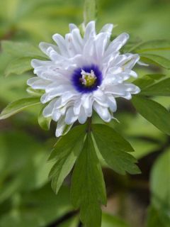 Anemone nemorosa Blue Eyes - Anémone des bois