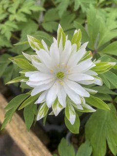 Anemone nemorosa Bracteata Plena*