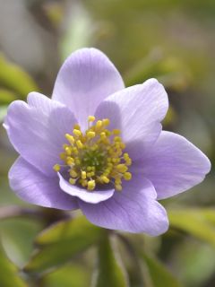 Anemone nemorosa Lucia NU