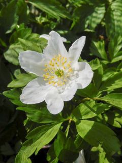 Anemone nemorosa Lychette