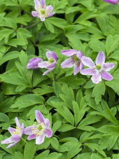 Anémone des bois, Anémone Sylvie 'Westwell Pink'
