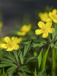 Anemone ranunculoides - Anémone fausse renoncule