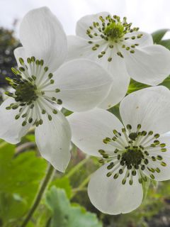 Anémone tetrasepala