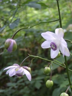 Anemonopsis macrophylla - Fausse anémone