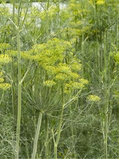 Aneth Tetra Gold AB - Ferme de Ste Marthe