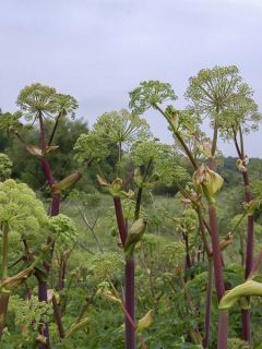 Angélique pourpre