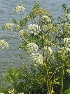 Angélique, Angelica heterocarpa