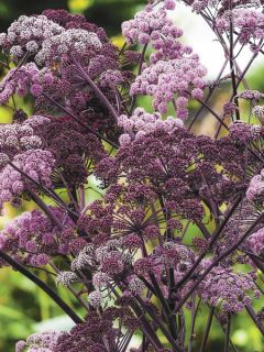 Angélique des bois 'Vicar's Mead'