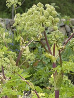 Angélique, Angelica taiwaniana